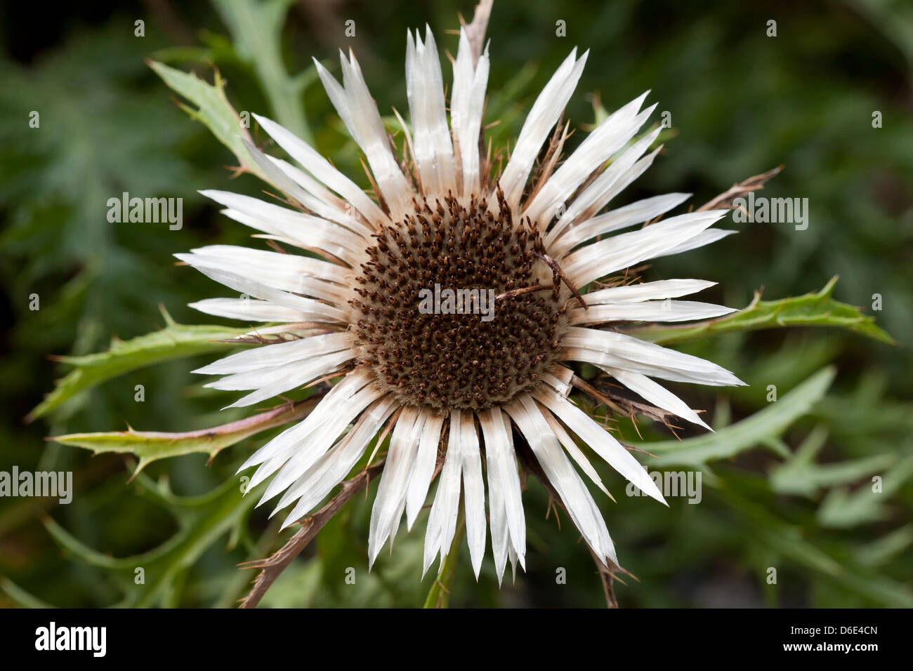 Silver Thistle, Carlina acaulis, Asteraceae Foto Stock