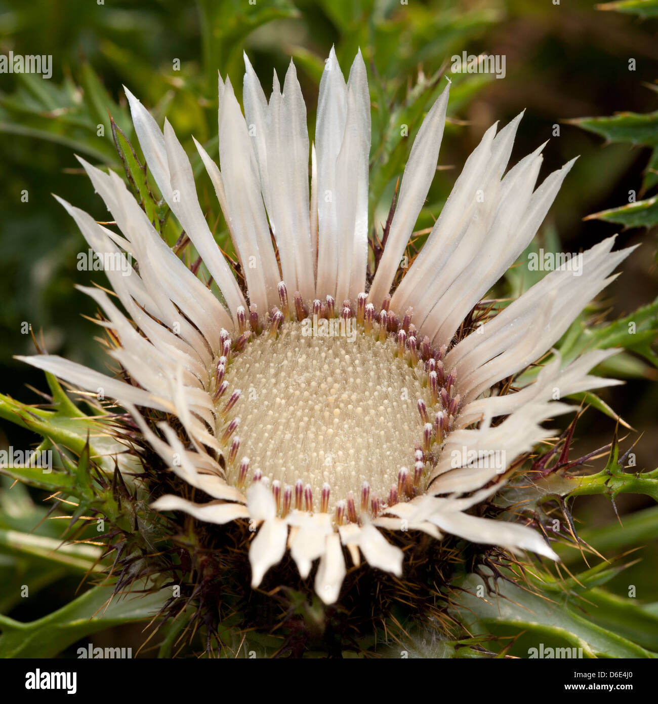 Silver Thistle, Carlina acaulis, Asteraceae Foto Stock