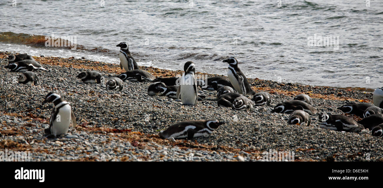 FILE - Un archivio foto datata 27 novembre 2008 mostra i pinguini di Magellano (Spheniscus magellanicus) passeggiate lungo le rive del Seno Otway vicino al porto della città di Punta aree, Cile. Più di diecimila di questi pinguini giungono qui per razza tra settembre e aprile. Foto: Jan Woitas Foto Stock