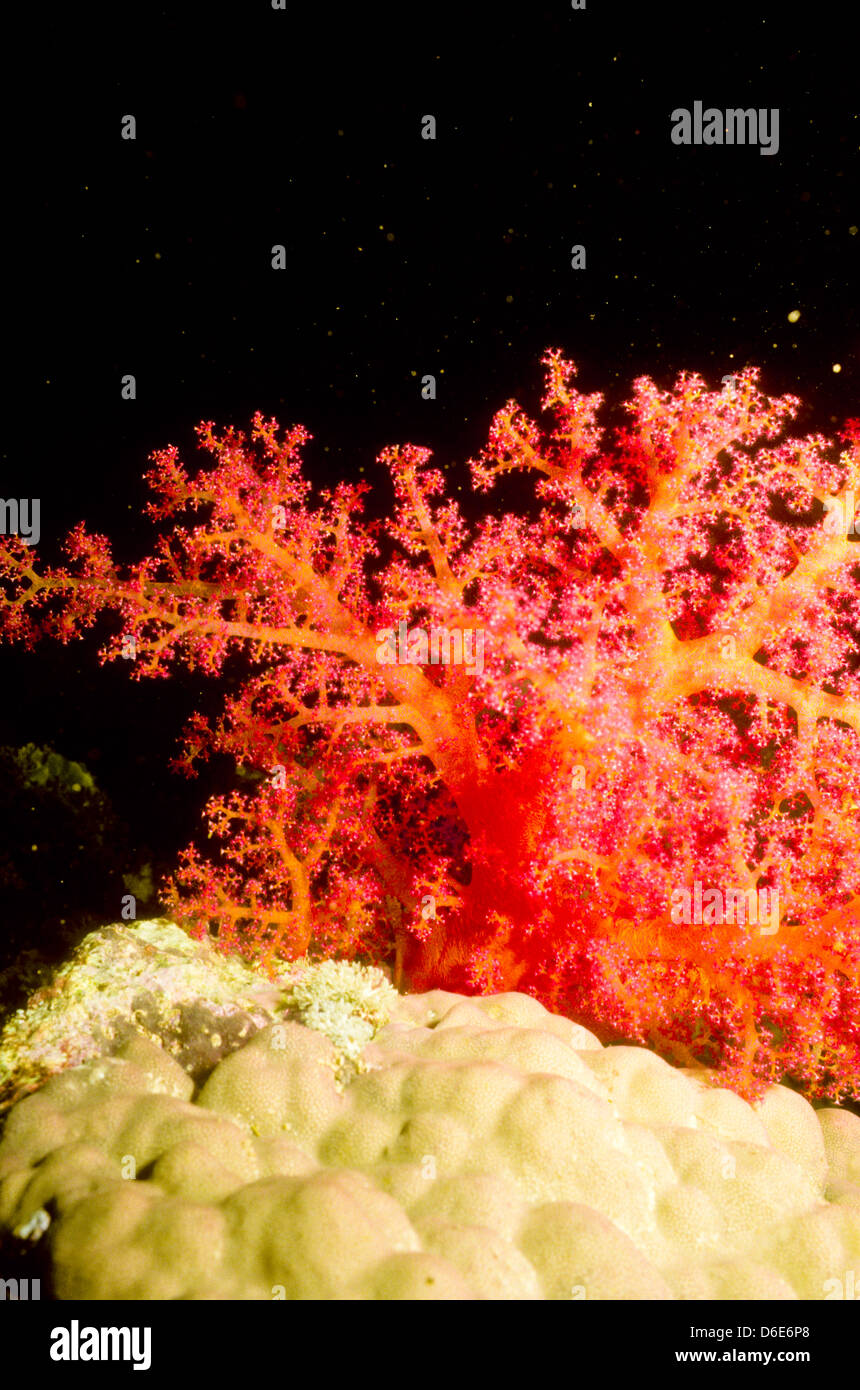 Prikly alcionario,Dendronephthya sp.Mar Rosso Giugno 1988 scorrere le conversioni, Egitto,Penisola del Sinai,Sudan Scuba Safari immersioni dalla barca Foto Stock