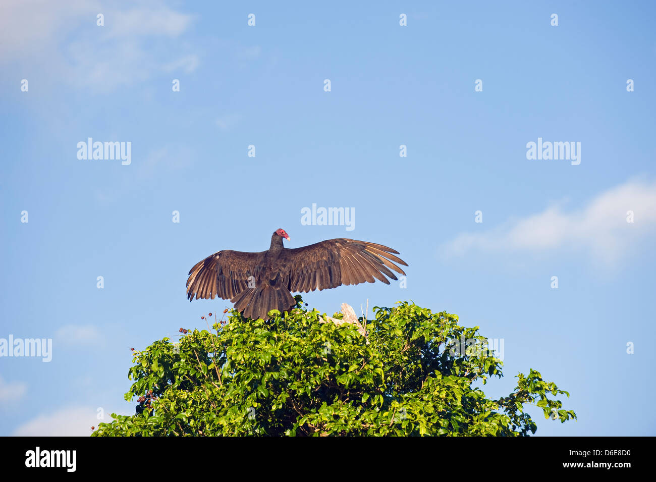 La Turchia Vulture (Cathartes aura) a Los Aquaticos, Sito Patrimonio Mondiale dell'Unesco, il Vinales Valley, Cuba, West Indies, Caraibi Foto Stock