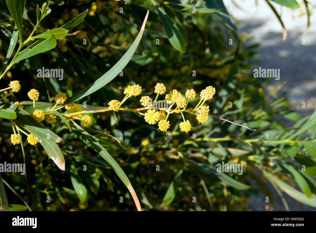 Golden graticcio (Acacia pycnantha) Acacia albero in fiore, Paphos, Cipro. Foto Stock