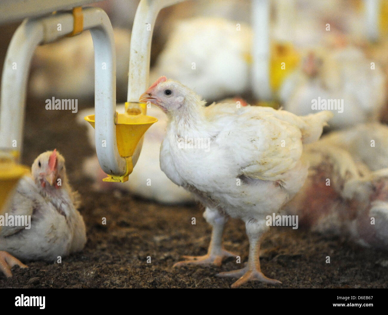 (FILE) un archivio foto datata 19 luglio 2011 mostra più di 30.000 pulcini in un colpo di stato di pollo vicino a Visbek, Germania. La rete "allevamenti invece di agricoltura fabbriche' ('Bauernhoefe statt Agrarfabriken") è stata fondata contro la coltivazione dello stato tedesco di Schleswig-Holstein. I rappresentanti della rete sono avvertimento che vi è la minaccia di un'onda di ancor maggiore facto Foto Stock