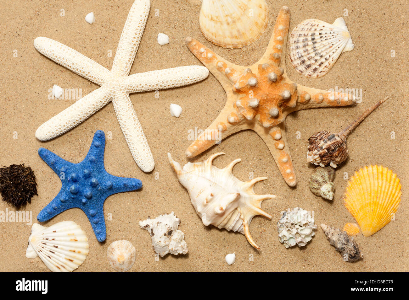 Conchiglie e stelle marine sulla spiaggia su sfondo sabbia abstract Foto Stock