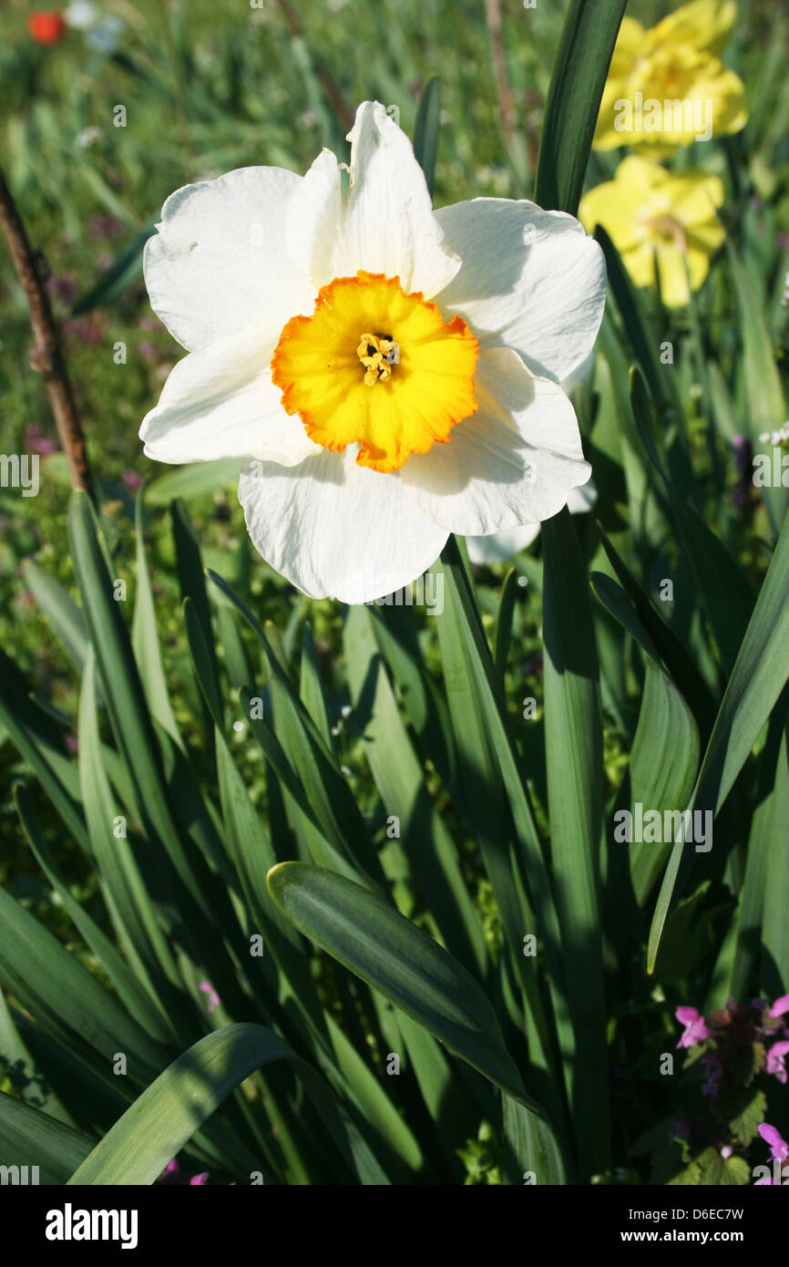 Singola bianco fiore di narciso presso il campo Foto Stock