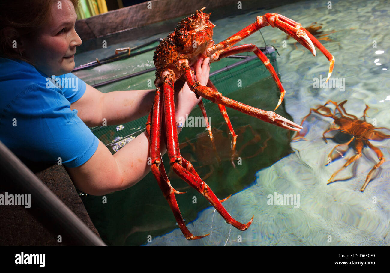 Biologo Cathrin Pawlak solleva un Giapponese ragno granchio al di fuori della sua vasca a SeaLife Timmendorfer Strand a Timmendorfer Strand, Germania, 25 gennaio 2012. Gli animali vengono misurati e marcati dopo hanno versato le loro pelli. Il underwaterworld SeaLife ha aperto le sue porte 15 anni fa e ospita 2.500 animali in diversi acquari con un volume combinato di 500.000 litri. Foto: Jens BUETTNER Foto Stock
