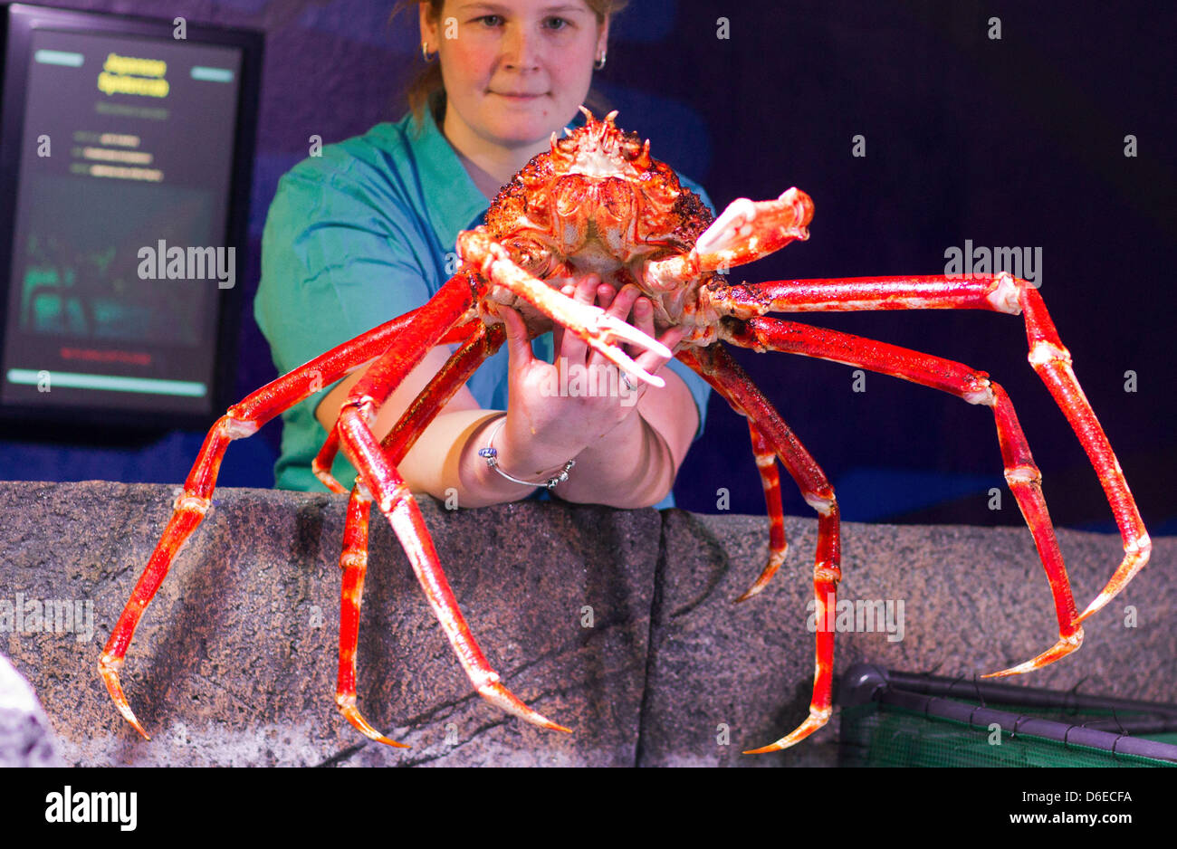 Biologo Cathrin Pawlak solleva un Giapponese ragno granchio al di fuori della sua vasca a SeaLife Timmendorfer Strand a Timmendorfer Strand, Germania, 25 gennaio 2012. Gli animali vengono misurati e marcati dopo hanno versato le loro pelli. Il underwaterworld SeaLife ha aperto le sue porte 15 anni fa e ospita 2.500 animali in diversi acquari con un volume combinato di 500.000 litri. Foto: Jens BUETTNER Foto Stock