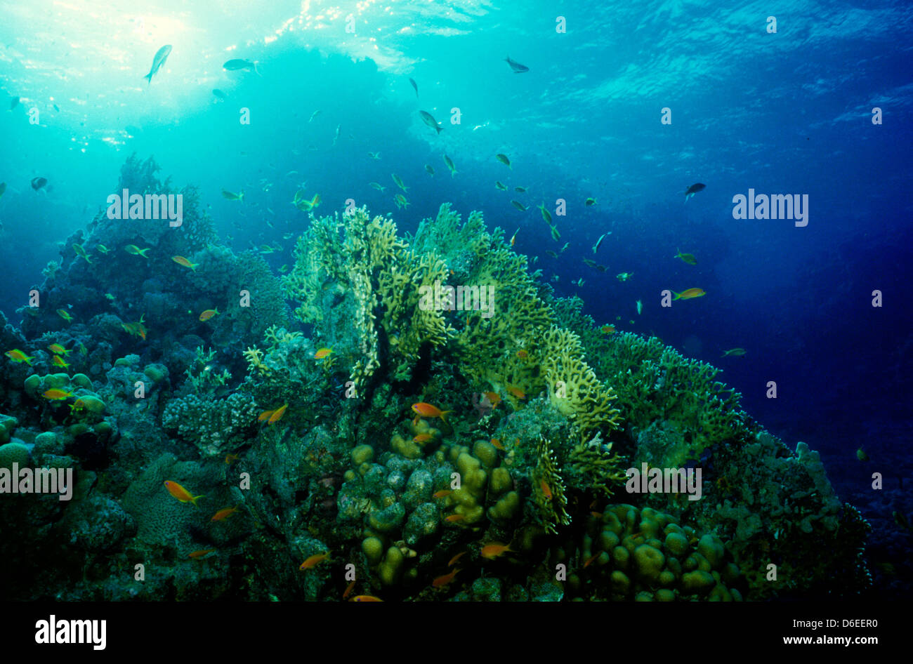 Mar Rosso Giugno 1988 conversioni di scorrimento,l'Egitto,Penisola del Sinai,Sudan barca safari Diving,squali,coralli,relitti,la fotografia subacquea. Foto Stock