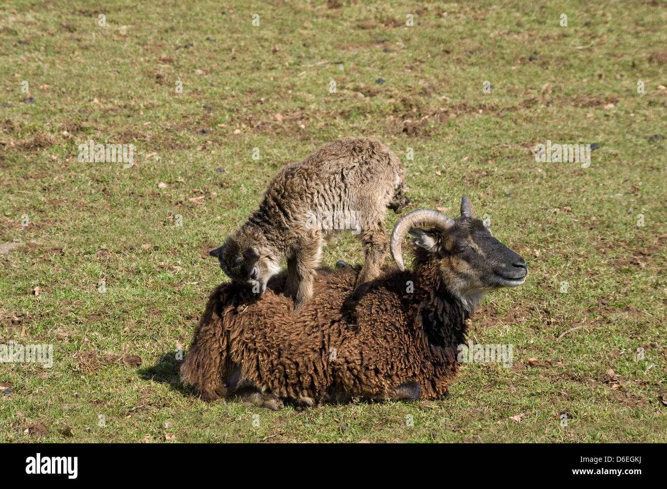 Soay Pecora con agnello sul retro Foto Stock