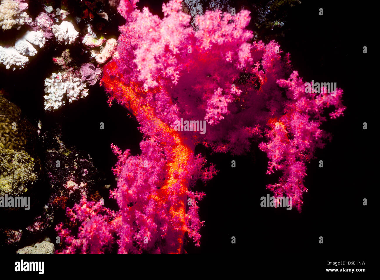 Prikly alcionario,Dendronephthya sp.Mar Rosso Giugno 1988 scorrere le conversioni, Egitto,Penisola del Sinai,Sudan Scuba Safari immersioni dalla barca Foto Stock