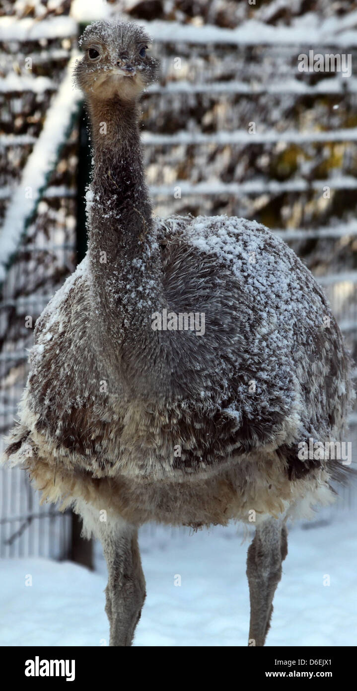 Un Darwin's Rhea passeggiate attraverso la neve allo zoo di Schwerin, Germania, 03 febbraio 2012. Al momento, lo zoo in Schwerin è rispondere alle temperature di ghiaccio con riscaldamento confezionato per le scimmie, olio crema sulle orecchie di elefante e formazione di ghiaccio per il pinguins. Foto: Jens BUETTNER Foto Stock