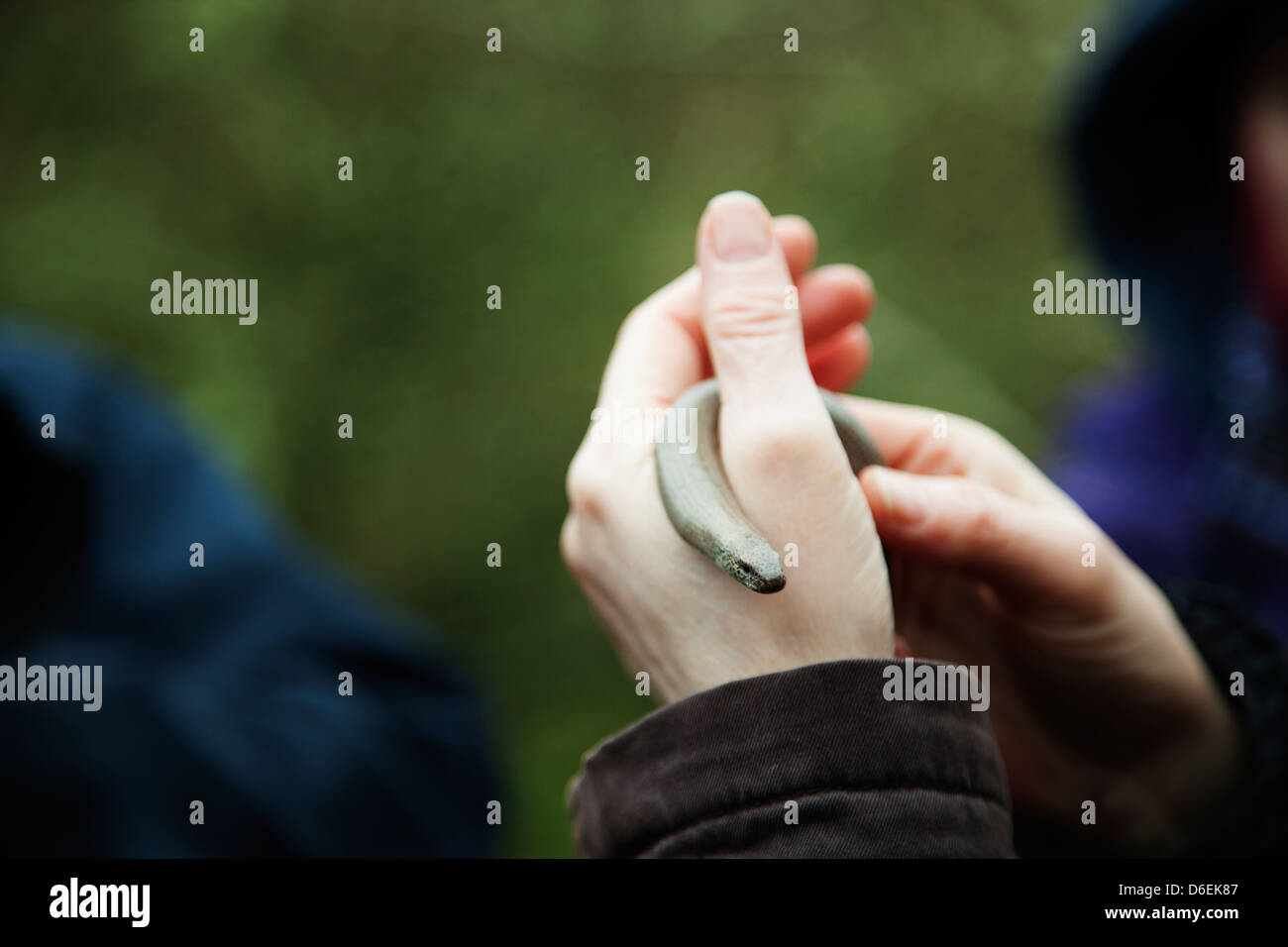 Un worm lento in la mano a qualcuno Foto Stock