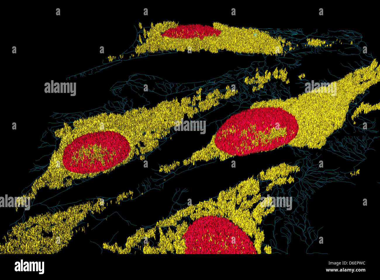 Microfilamenti (blu), mitocondri (giallo), e nuclei (rosso) in cellule di fibroblasti Foto Stock