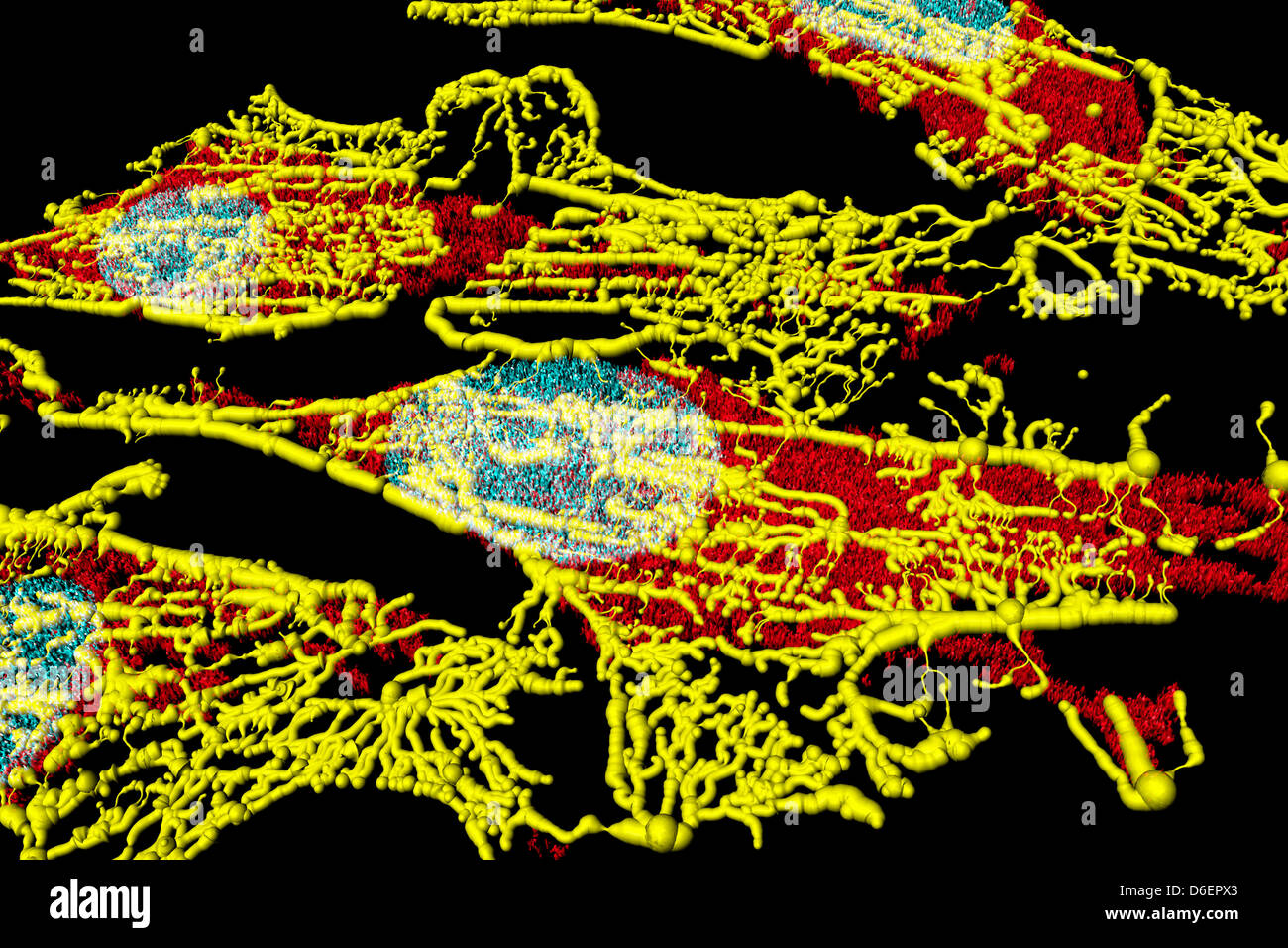 Microfilamenti (giallo), mitocondri (rosso), e nuclei (blu) in cellule di fibroblasti Foto Stock
