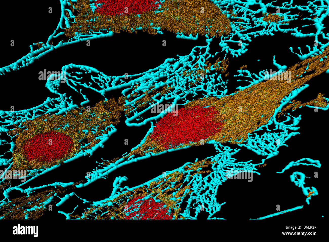 Microfilamenti (blu), mitocondri (giallo), e nuclei (rosso) in cellule di fibroblasti Foto Stock