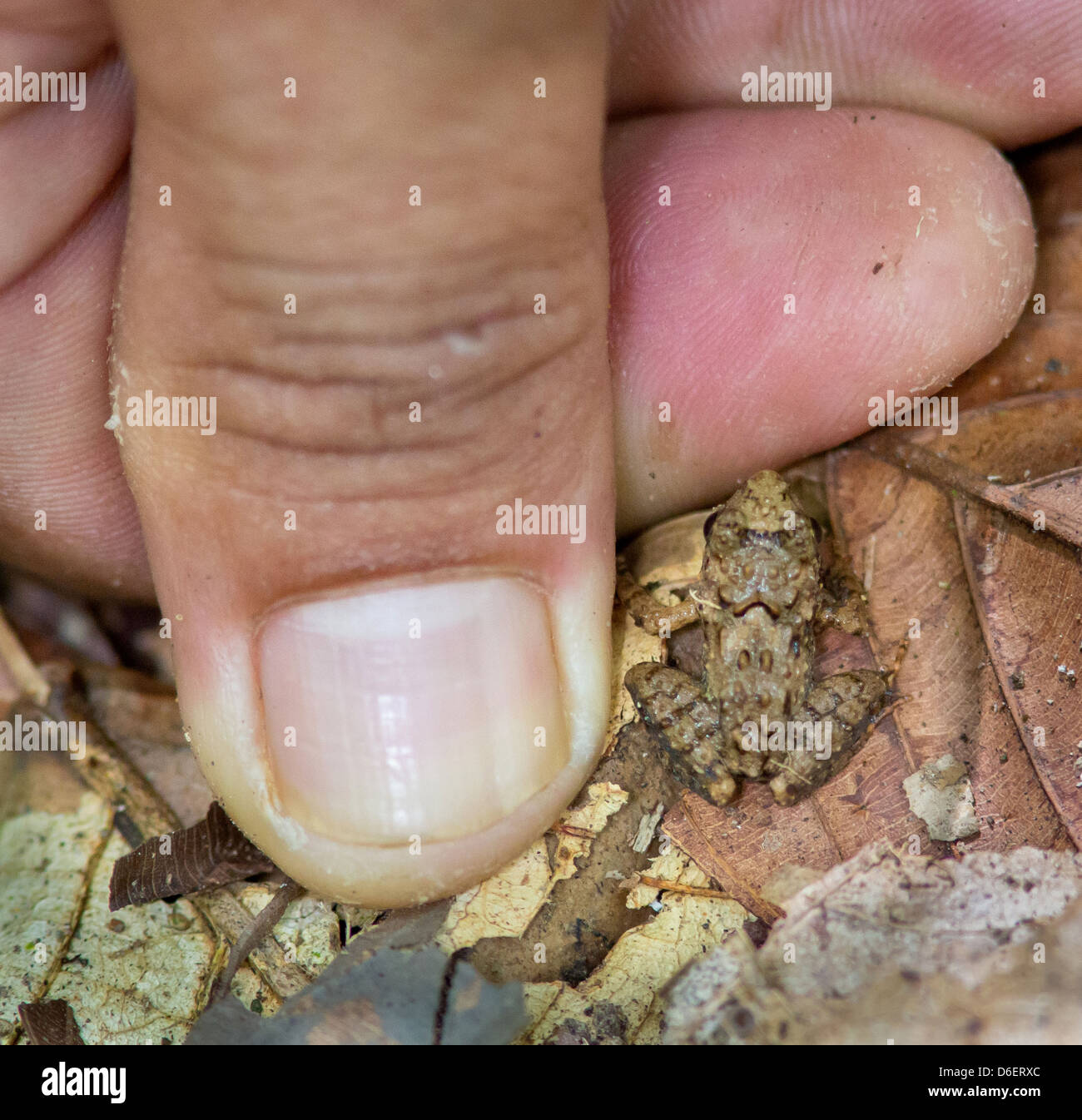 Una piccola rana adulti tra la figliata di foglia di una foresta di pioggia con anteprima per il confronto di Danum Valley Borneo Foto Stock