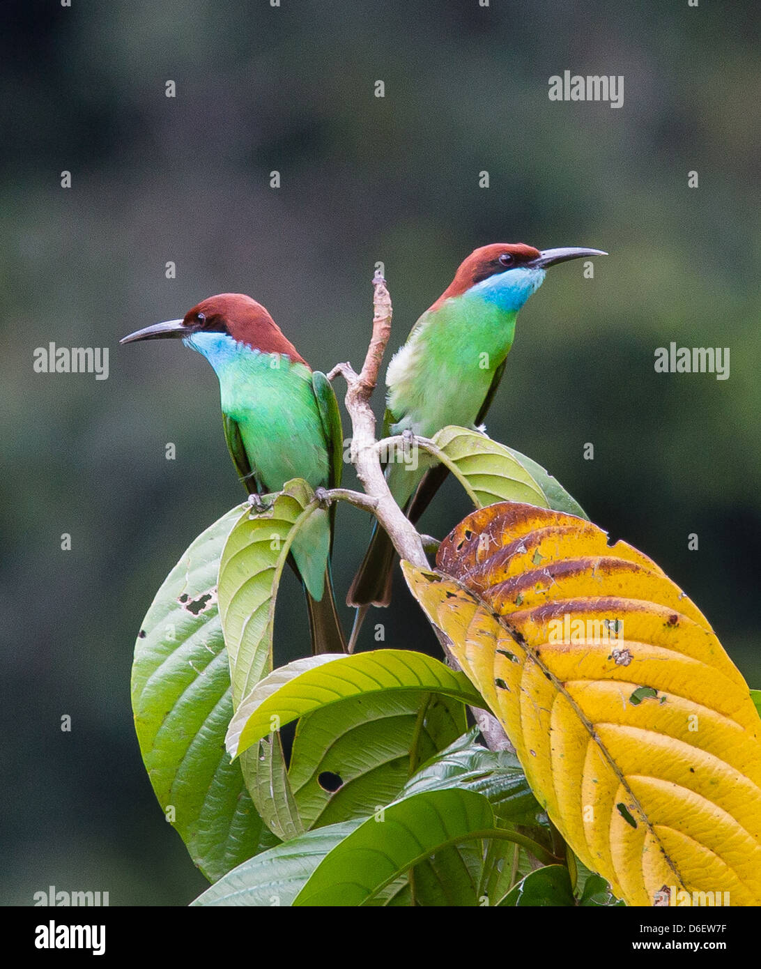 Coppia di Blue Throated Gruccioni Merops viridis scansionare i loro dintorni per insetti volanti in Danum Valley Sabah Borneo Foto Stock