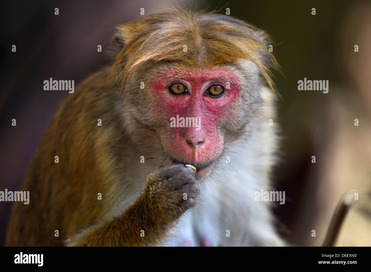 Toque Macaque Macaca sinica sinica ritratto di donna Foto Stock