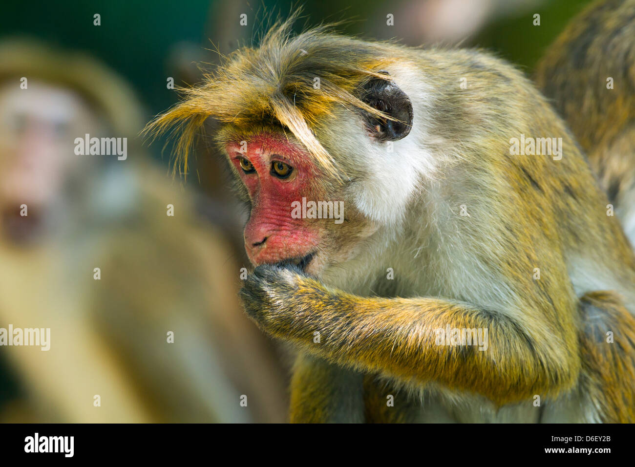 Toque Macaque Macaca sinica sinica ritratto di donna Foto Stock