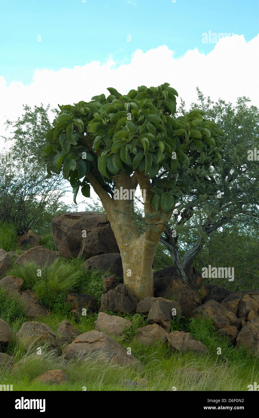 Cobas / Kobas / burro tree (Cyphostemma currorii : Vitaceae) Namibia Foto Stock