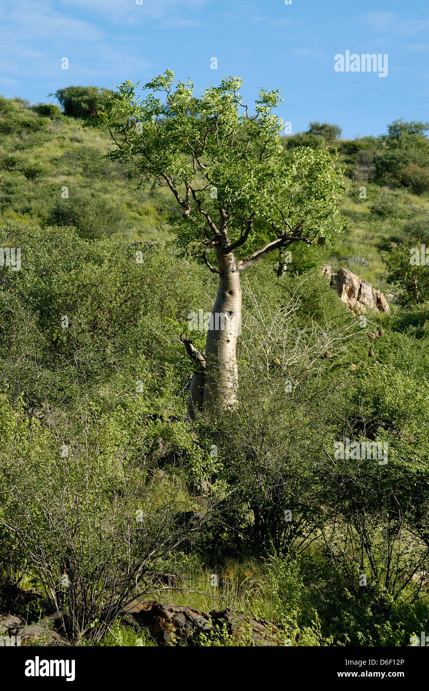 Baobab (Adansonia digitata: Bombacaceae) Namibia Foto Stock