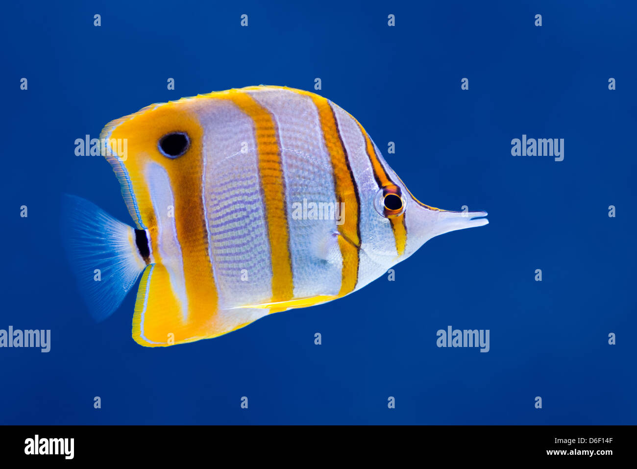 Sea Life: Exotic Tropical Coral reef copperband pesci farfalla (Chelmon rostratus) naturale su sfondo blu Foto Stock