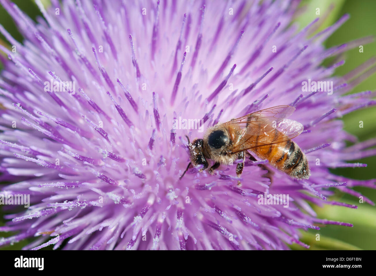 Bee impollinare un fiore di cardo mariano Foto Stock