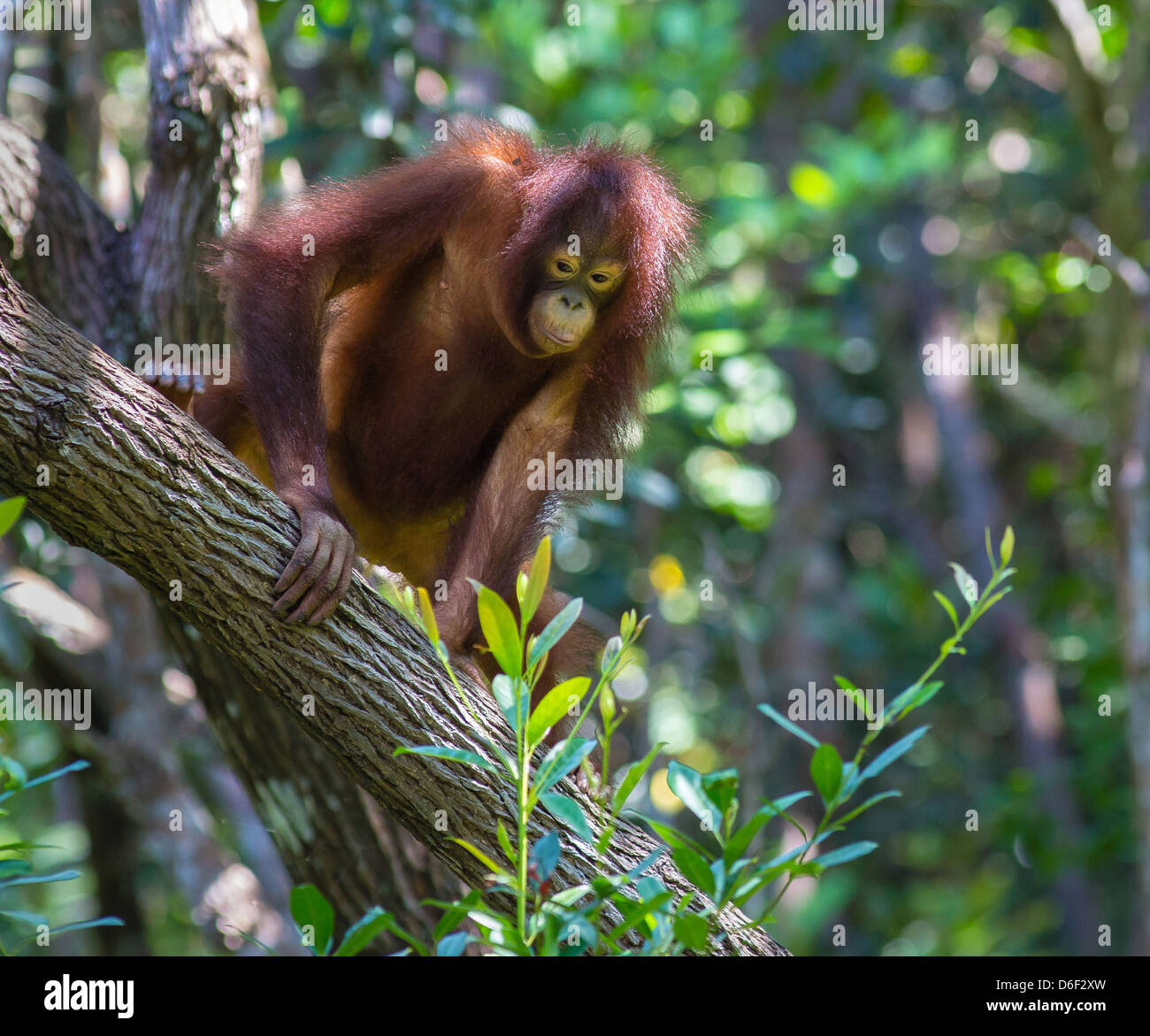 Un giovane femmina degli Oranghi chiamato Wulan al Rasa Ria riserva forestale del centro di riabilitazione per Orangs orfani Foto Stock