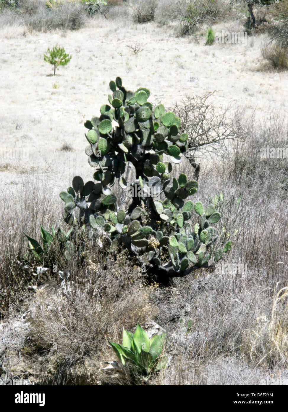 Grande e bel Nopal pianta di cactus e altre piante di cactus che cresce in zone aride ad alto paesaggio a sud della città di Puebla, Messico Foto Stock