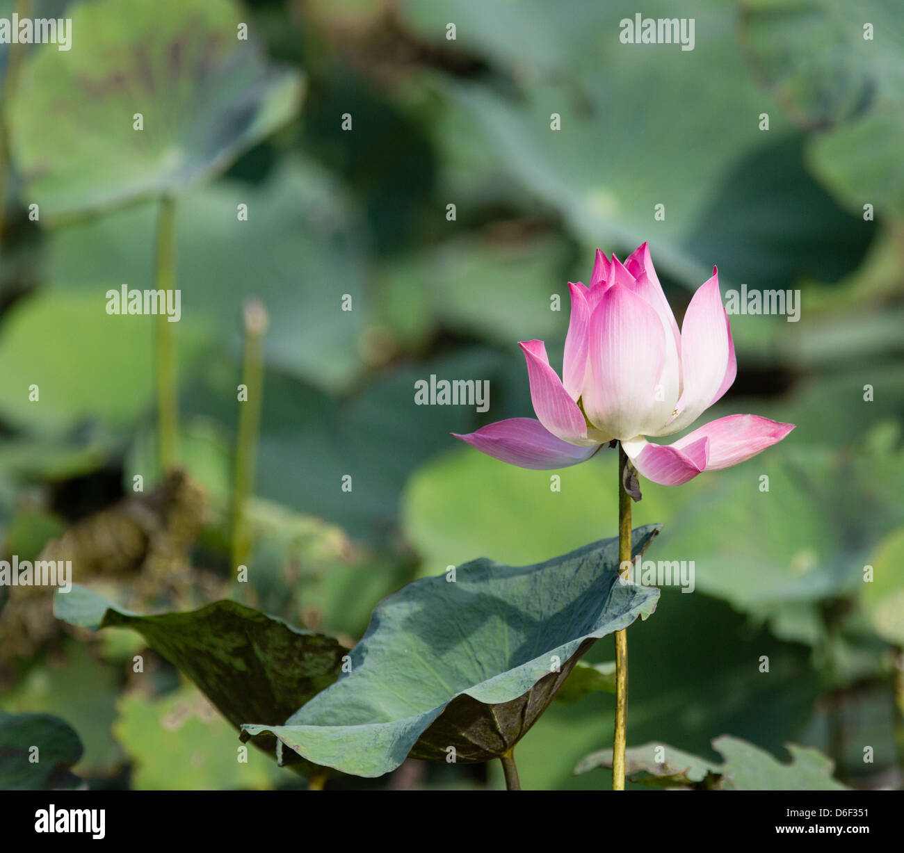 Rosa fiore di loto il simbolo nazionale di Sabah in uno stagno in Borneo Foto Stock