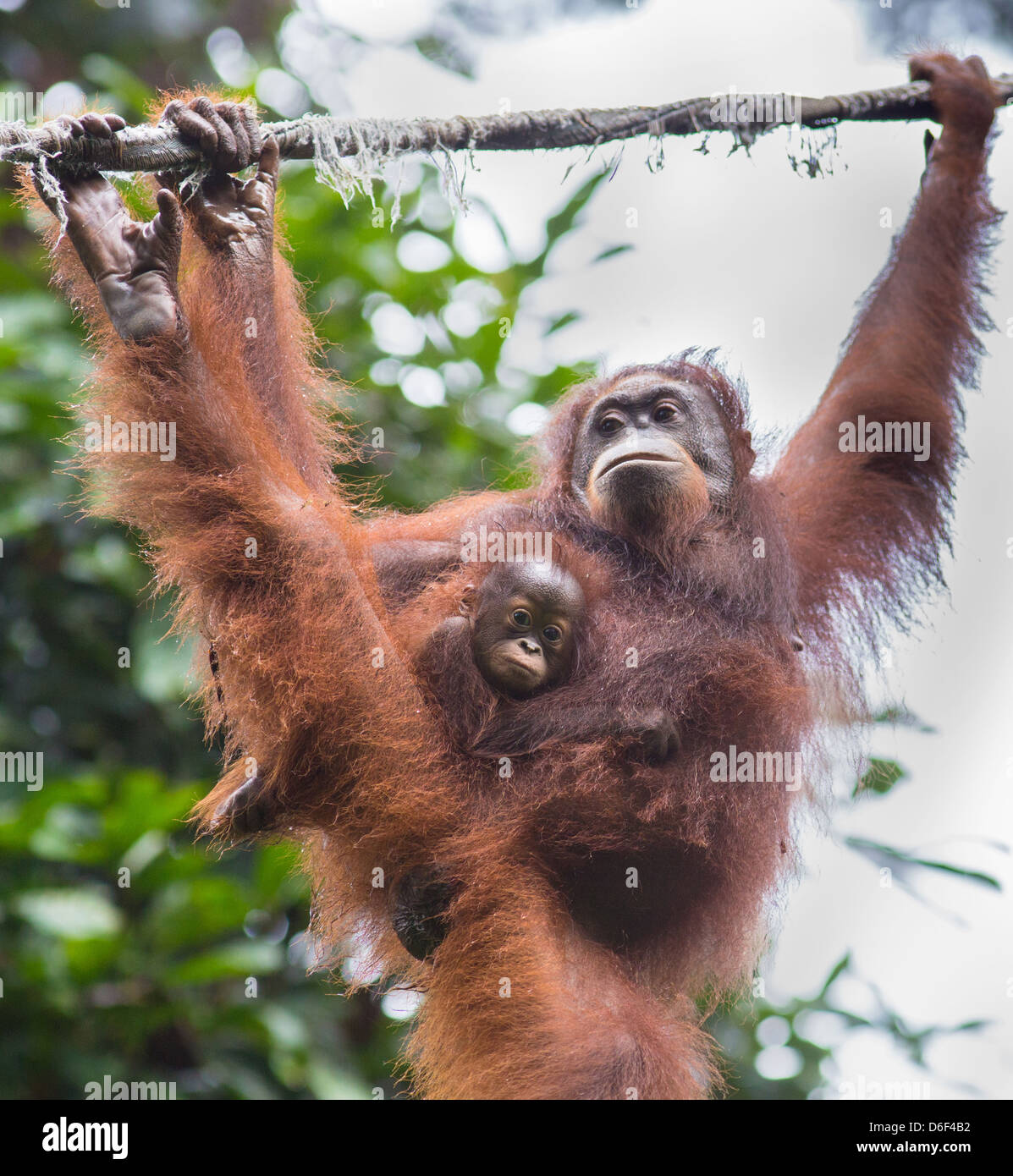 Un Orango Tango madre con il suo bambino aggrappato al suo capelli a Sepilok Orangutan Centro di riabilitazione a Sabah Borneo Foto Stock