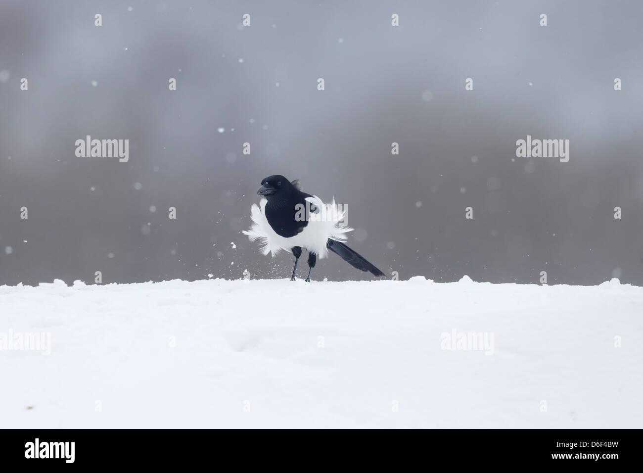 Gazza, Pica pica, singolo uccello in snow, Warwickshire, Marzo 2013 Foto Stock