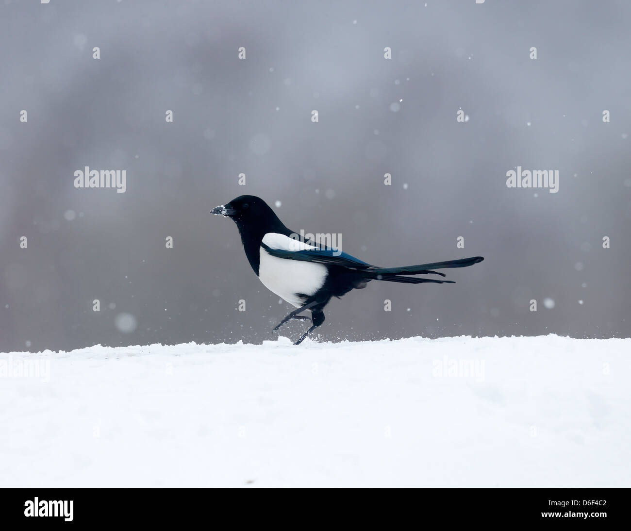 Gazza, Pica pica, singolo uccello in snow, Warwickshire, Marzo 2013 Foto Stock