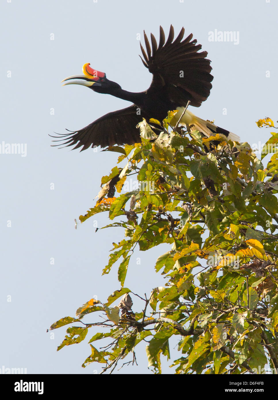 Rhinoceros Hornbill Buceros rhinoceros chiamando come mosche da il baldacchino della foresta pluviale tree sul fiume Kinabatangan Borneo Foto Stock