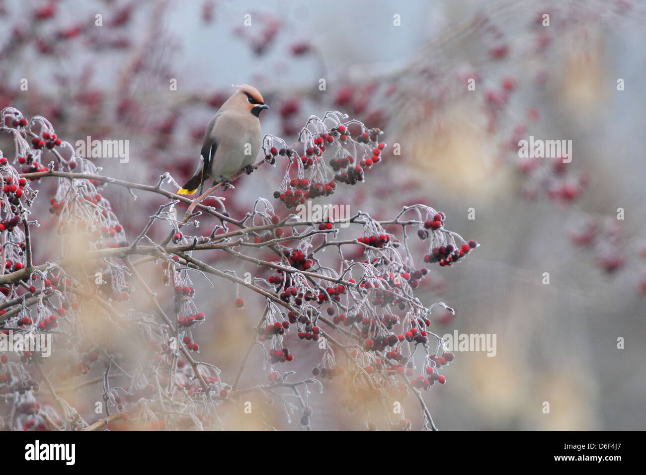 (Waxwing Bombycilla garrulus) nel gelido coperto berry bush, d'inverno. Europa Foto Stock