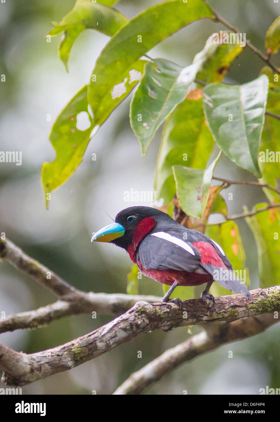 Nero e rosso Broadbill Cymbirhynchus macrorhynchos nella bassa vegetazione da sul fiume Kinabatangan nel Borneo Sabah Foto Stock