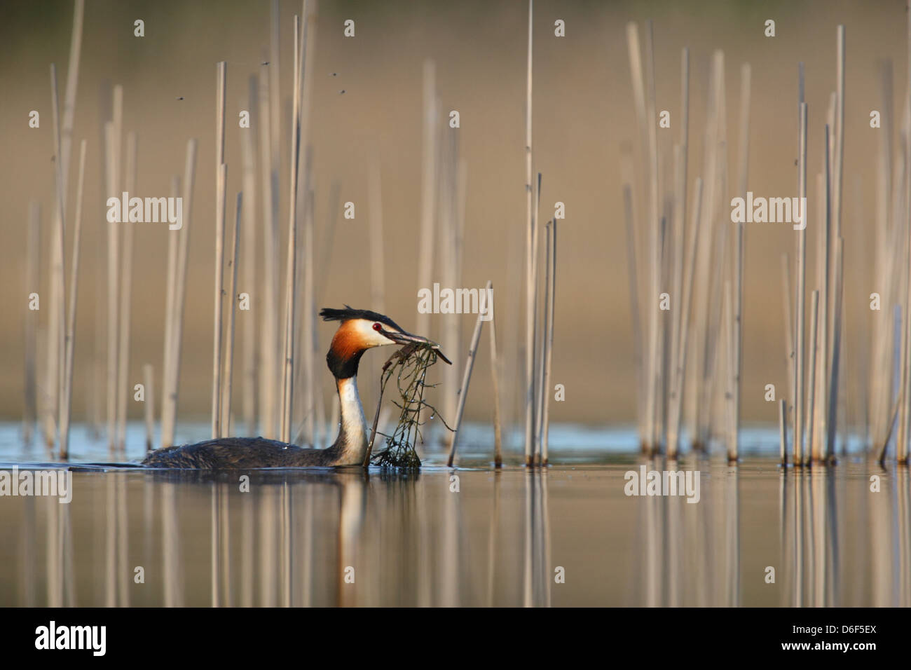 Svasso maggiore (Podiceps cristatus) con materiale di nido, Europa Foto Stock