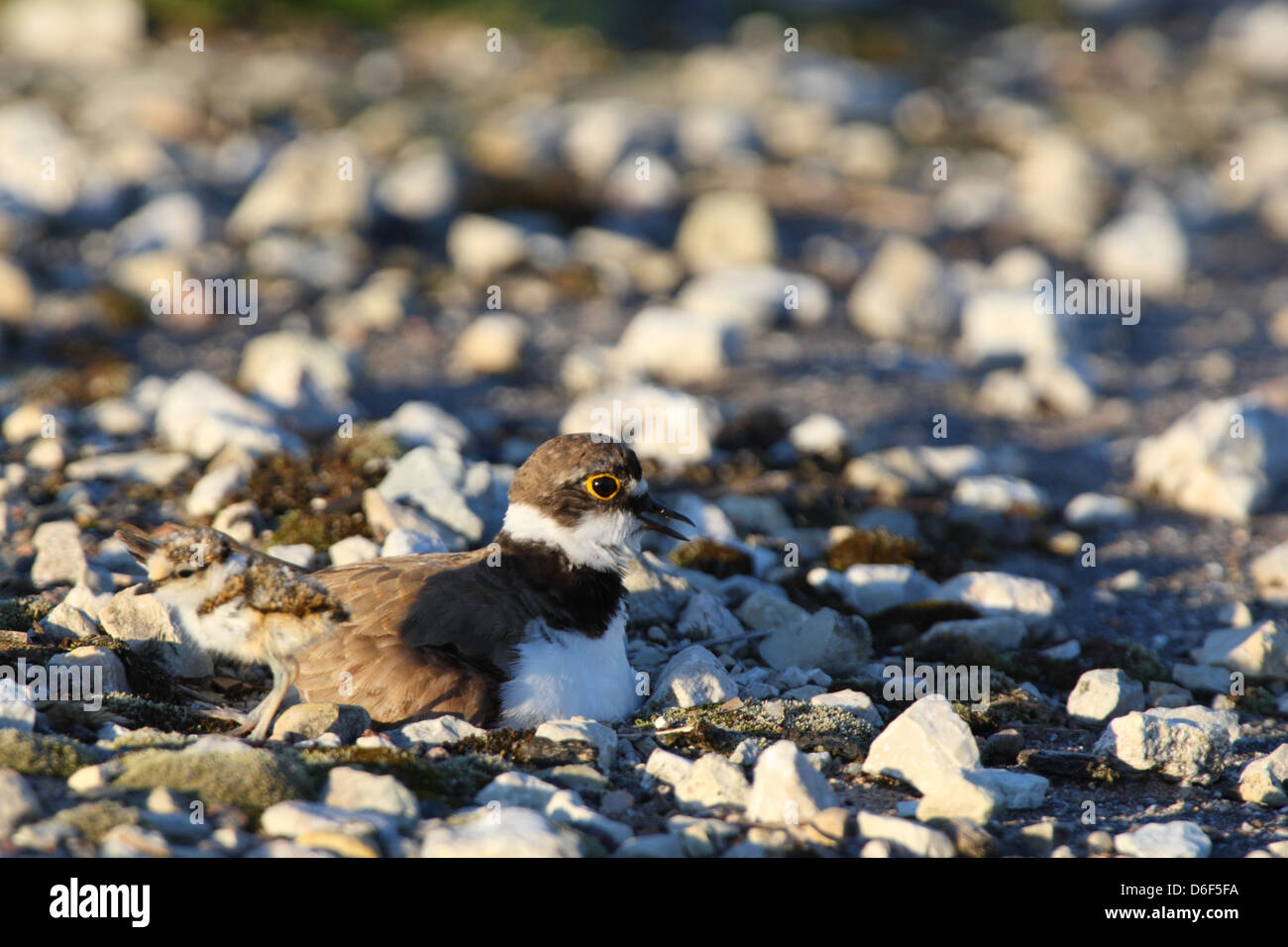 Poco inanellato Plover (Charadrius dubius) con un pulcino, seduta sul nido. Europa Foto Stock