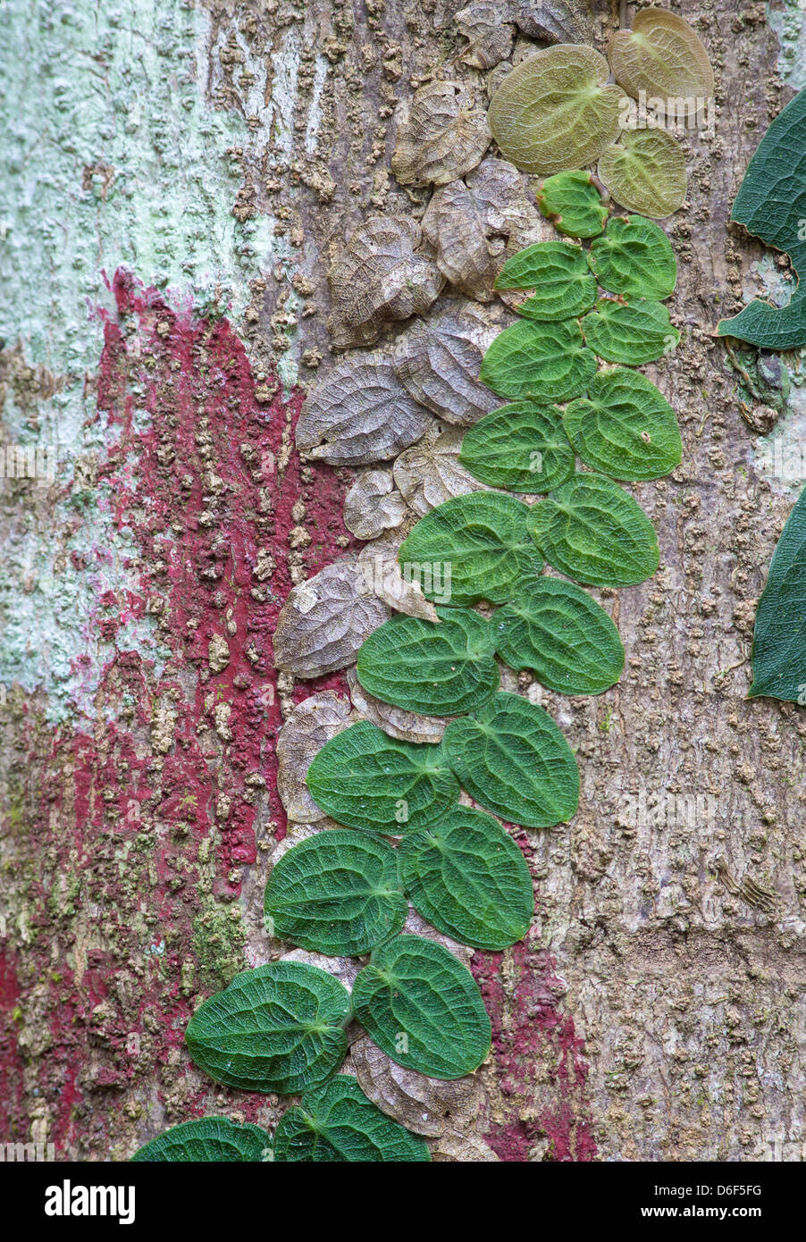 Coloratissimo rain forest tronco di albero coperto con rosso e verde pallido alghe e piatto lasciato vitigni strisciante in varie sfumature Borneo Foto Stock