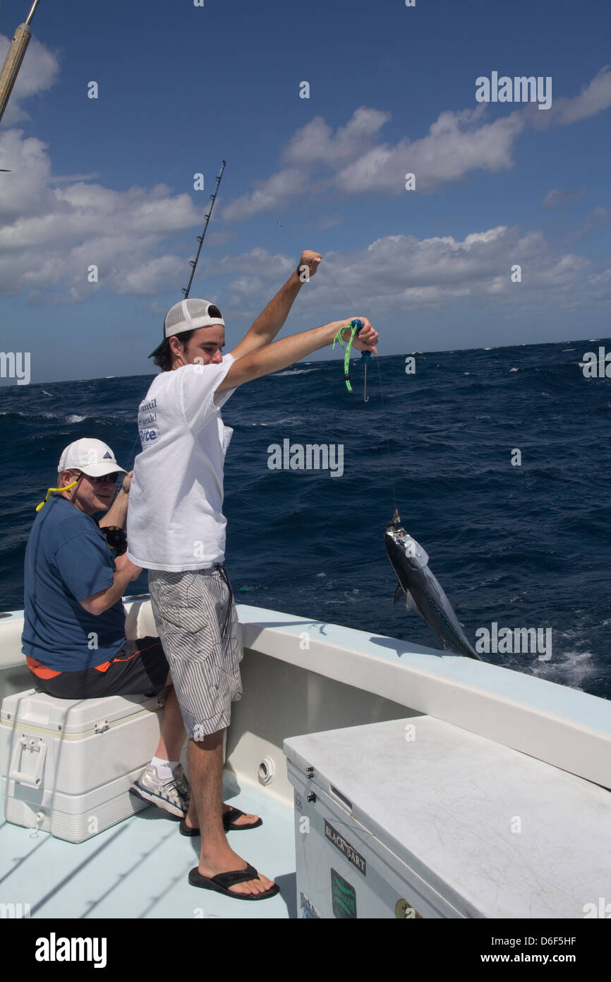 Crewman Nick DiFrancisco porta in un delfino di pesce durante un offshore viaggio di pesca a bordo della imbarcazione charter lo que sea, Florida Foto Stock