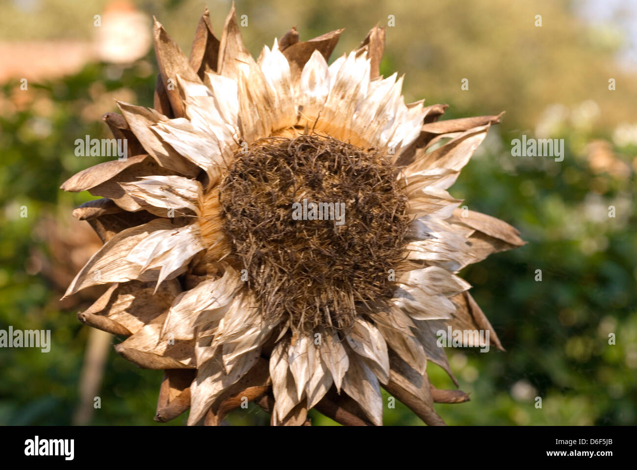 Fiore di carciofo Foto Stock