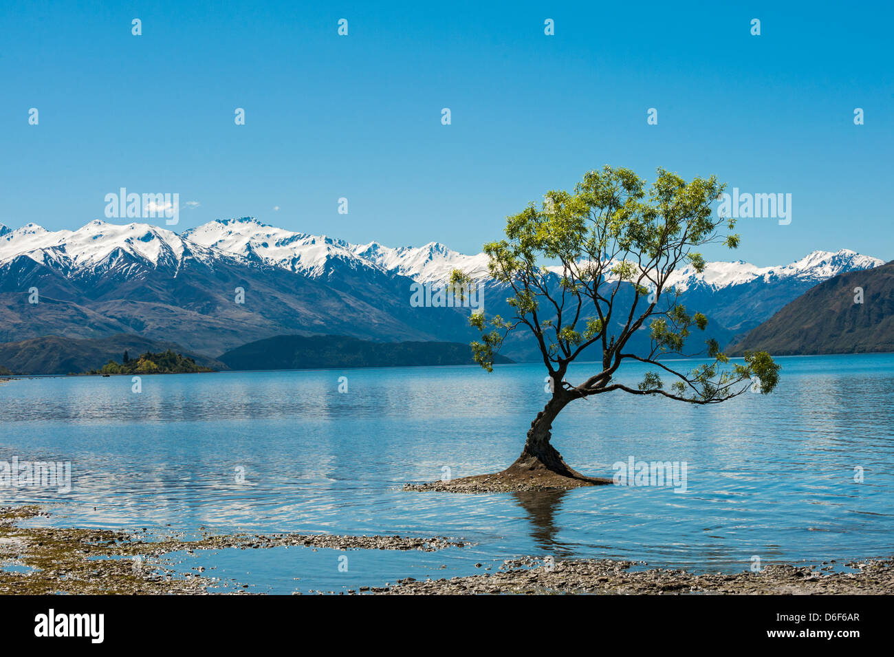 Il Wanaka tree Lago Wanaka vicino a Wanaka. Nuova Zelanda Foto Stock