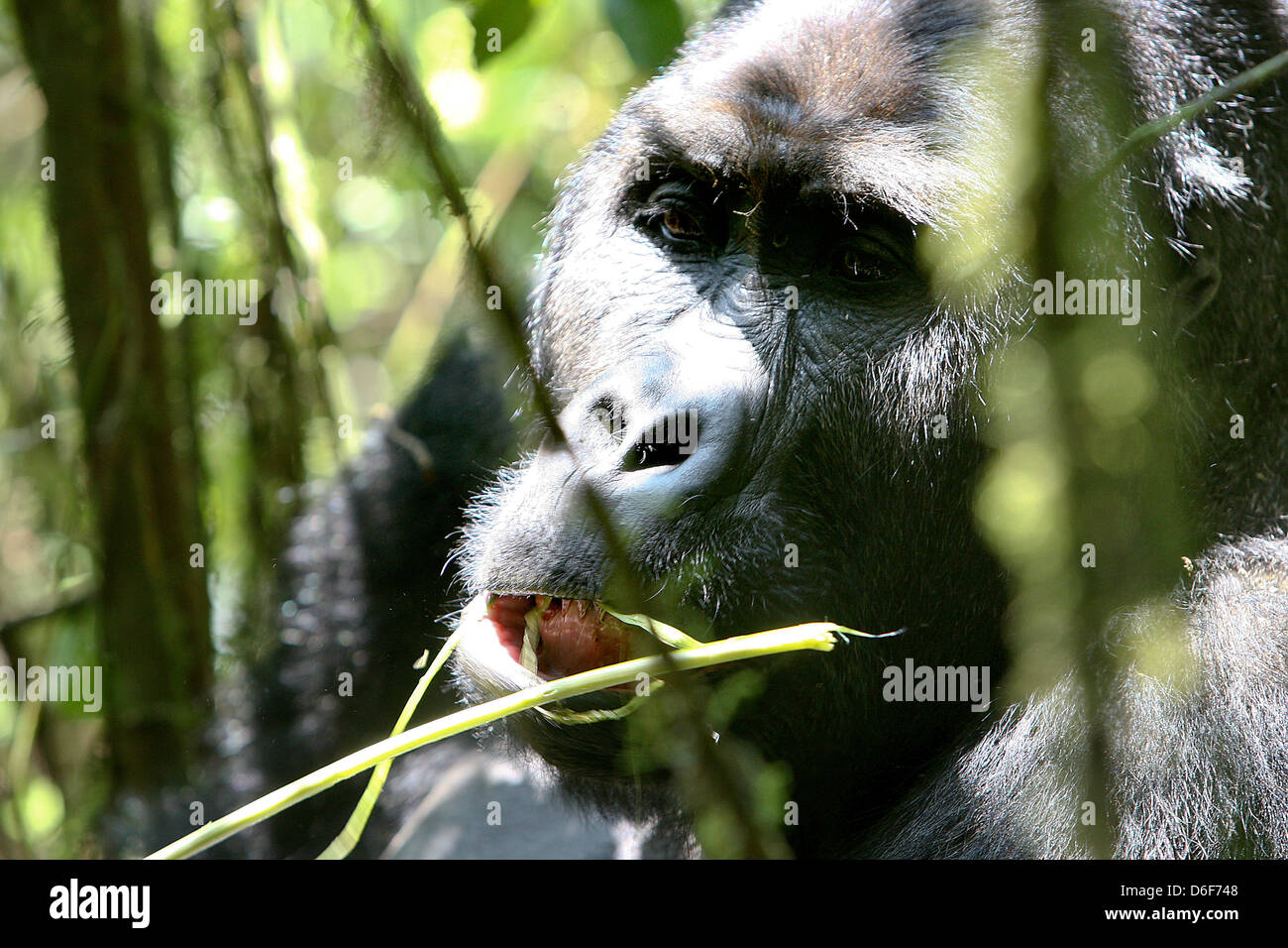 Quest'anno, il tedesco per lo sviluppo della banca (KfW ) assumerà il finanziamento dell'Kahuzi-Biega Parco Nazionale al confine della Repubblica Democratica del Congo Ruanda. In questo parco sul lato congolese sono attualmente nove gorilla di montagna i gruppi presenti, che attualmente significa un totale di 139 animali. Questi gruppi vivono su circa 600.000 ettari di area forestale - che rende solo un decimo del totale del Parco Nazionale, che è attualmente controllata. Prima dell'ultimo focolaio di una guerra con il Ruanda vi era di circa 10.000 vivono i gorilla di montagna. Molti di loro sono stati uccisi nel corso degli anni da parte di persone Foto Stock