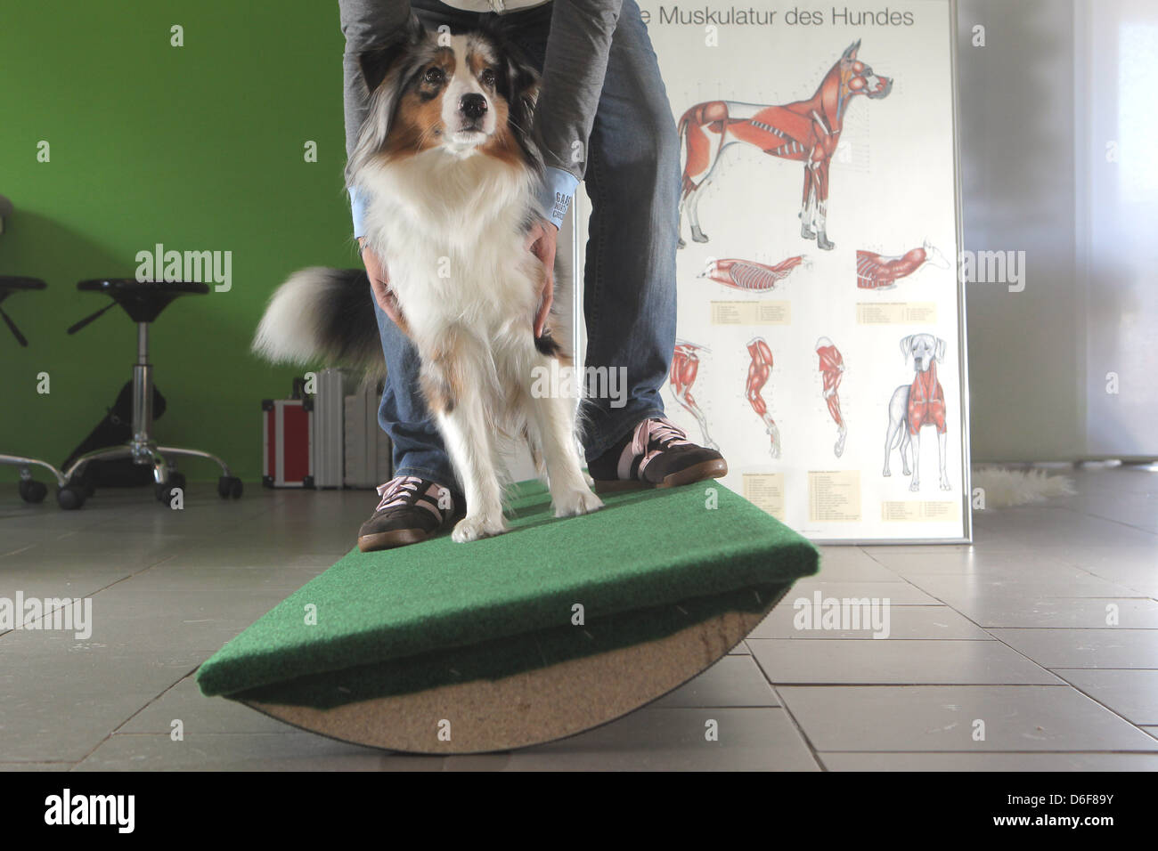 Wees, Germania, un pastore australiano cane addestrato bestiale montare su un altalena in pratica di fisioterapia Foto Stock