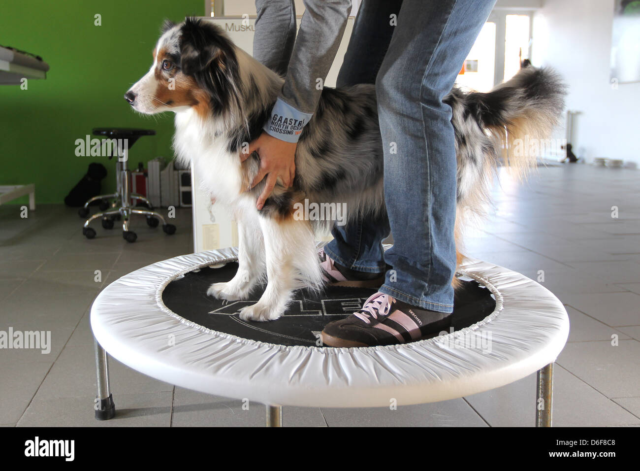 Wees, Germania, un pastore australiano cane sul trampolino nella terapeutica fisioterapia pratica bestiale montare Foto Stock