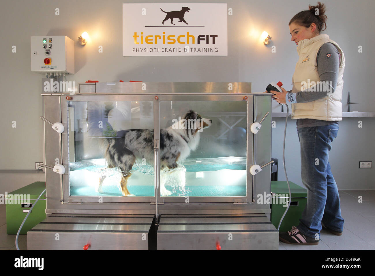 Wees, Germania, un pastore australiano cane in acqua gym in fisioterapia pratica bestiale montare Foto Stock