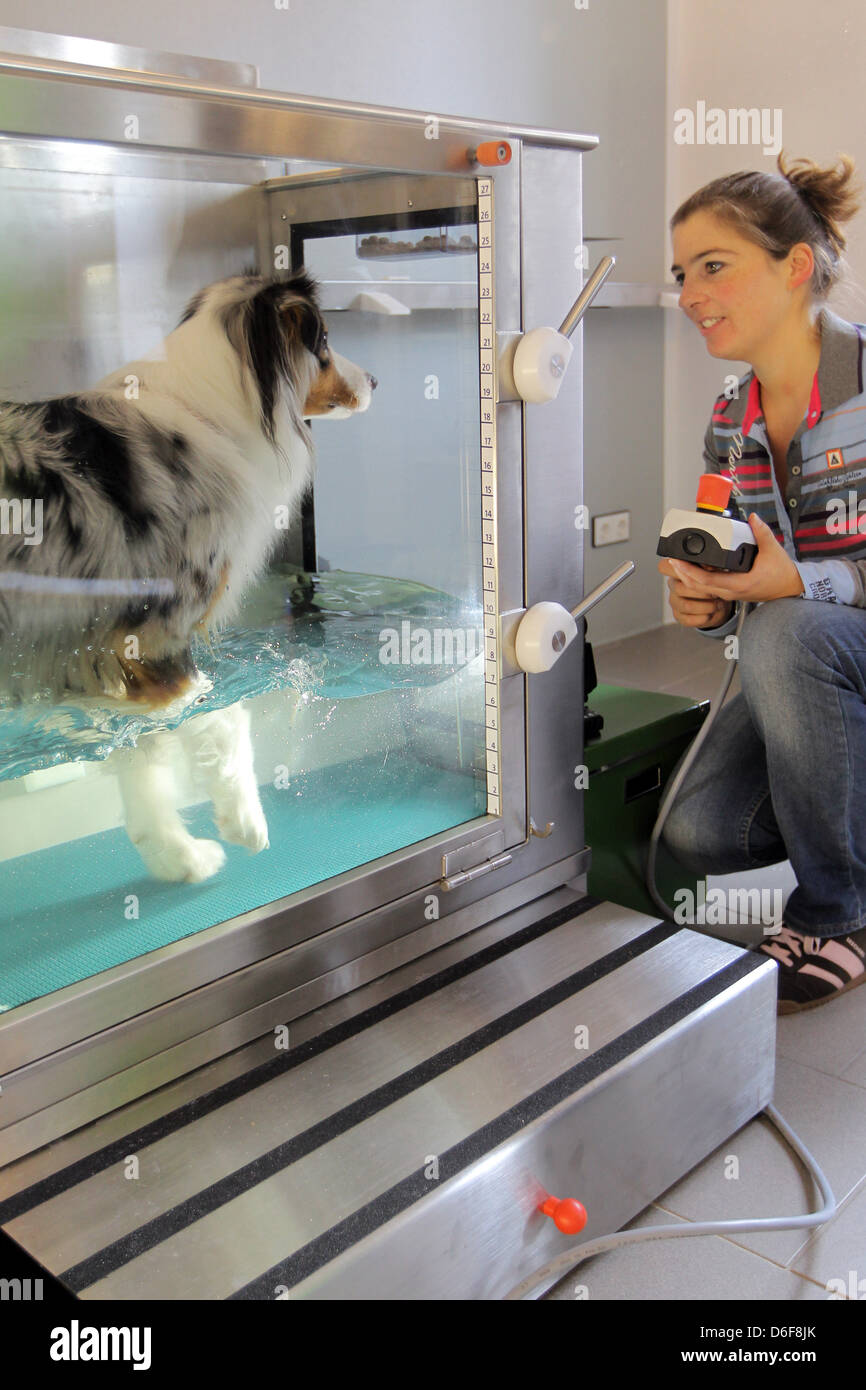 Wees, Germania, un pastore australiano cane in acqua gym in fisioterapia pratica bestiale montare Foto Stock