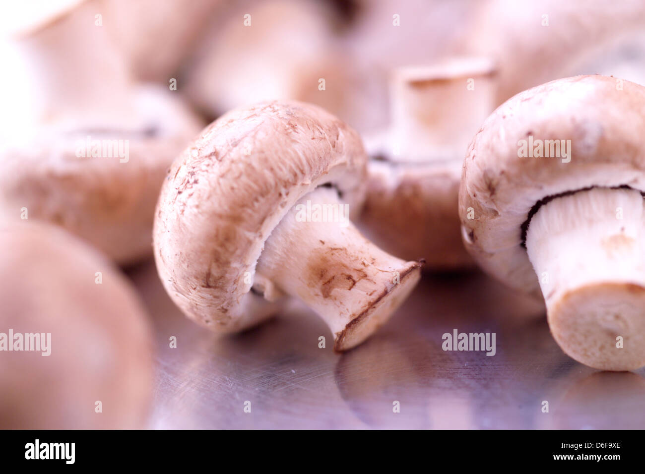 Champignons Foto Stock