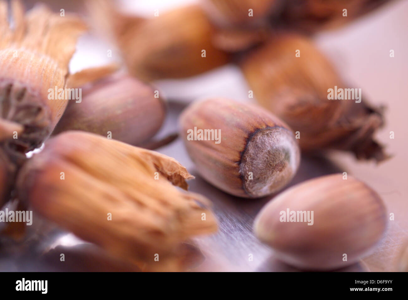 Cobnuts Foto Stock