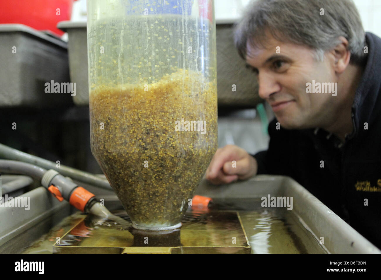 Warder, Germania, pesca maestro Albrecht Hahn nell'incubatoio Foto Stock